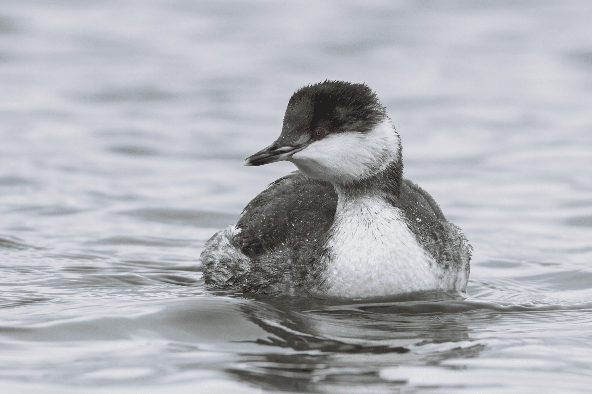 Horned Grebe (Podiceps auritus) in winter plumage, Scarborough Marsh, Maine, USA.png