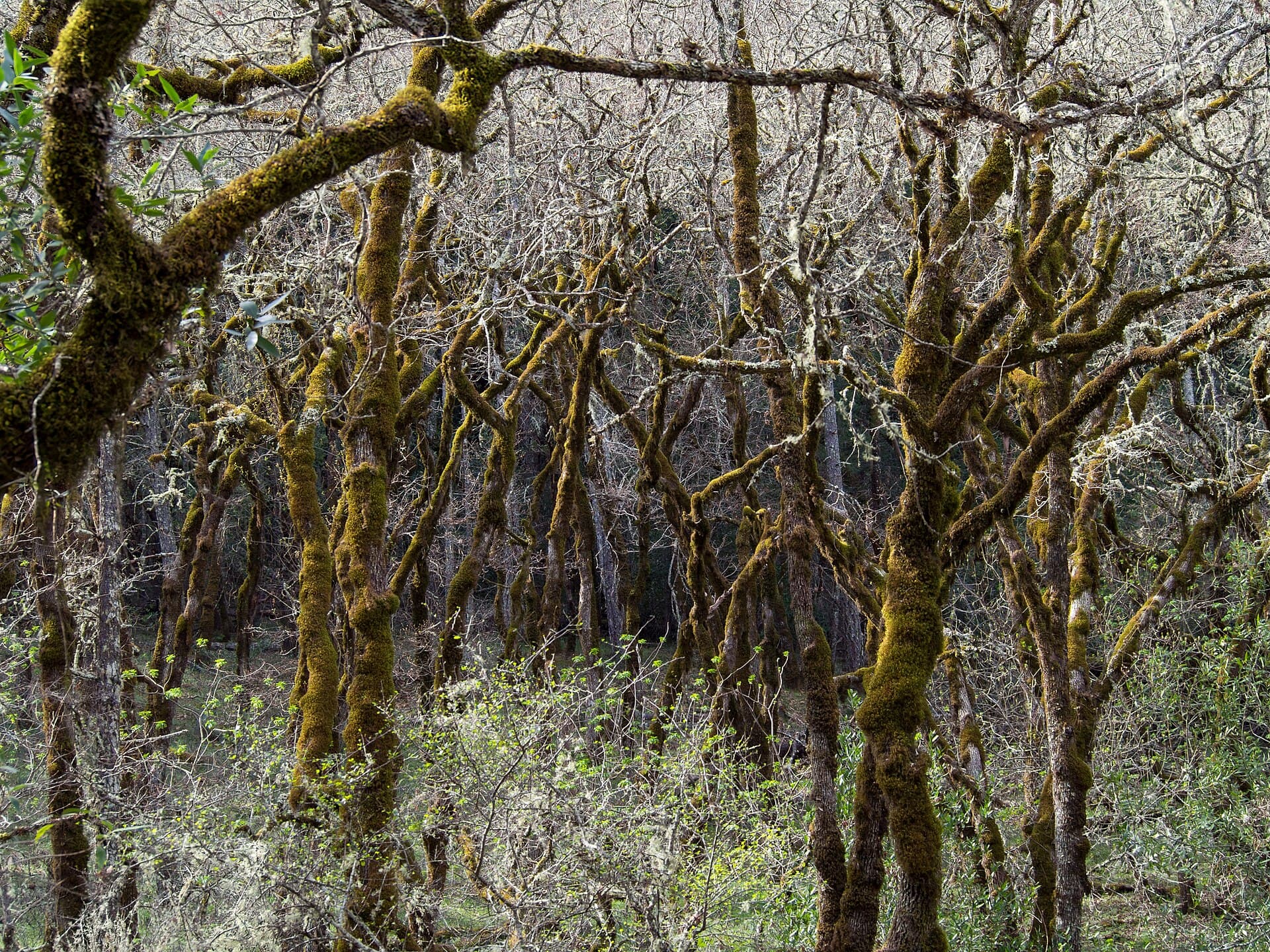 Bothe-Napa Valley State Park (01811).jpg