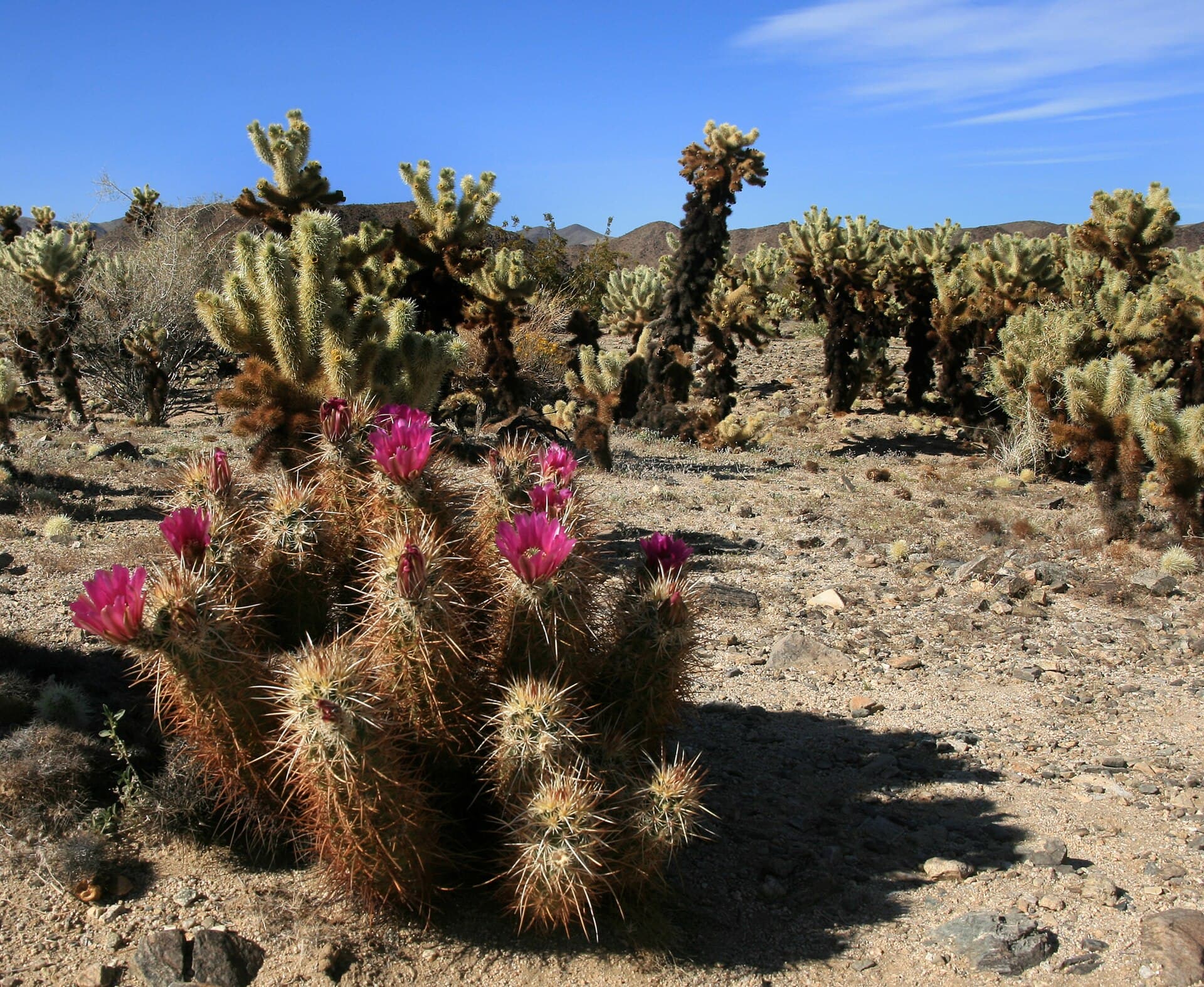 Echinocereus engelmannii and Cylindropuntia bigelovii at Joshua Tree NP.jpg