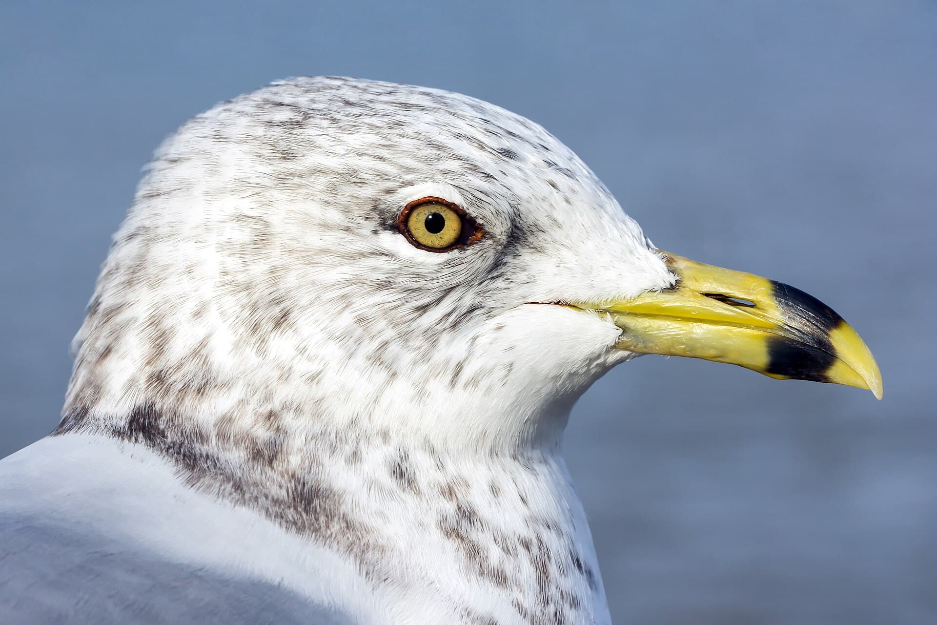 Portrait of ring-billed gull (Larus delawarensis), Windsor, Ontario, 2014-12-07.jpg