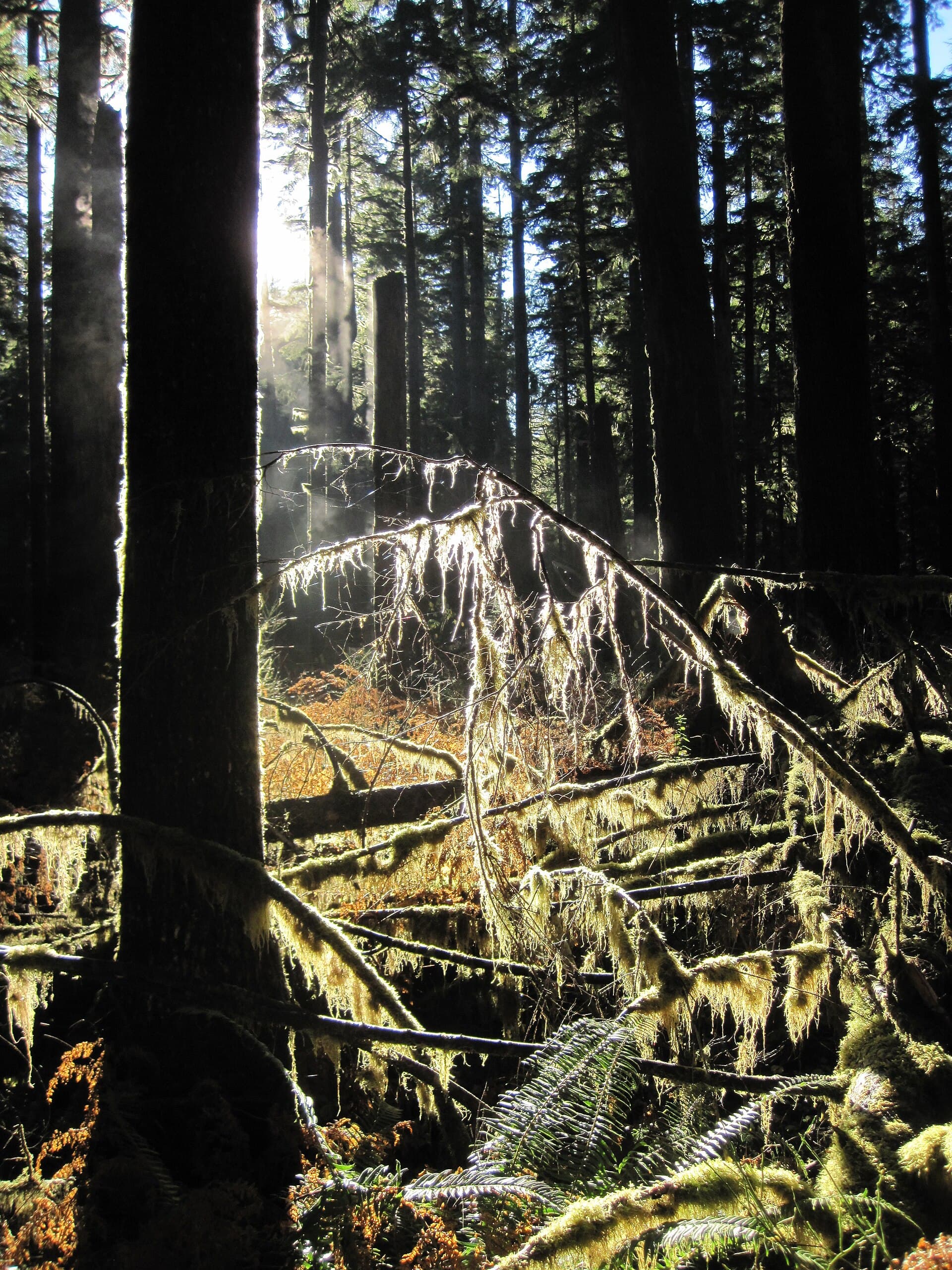 Olympic National Park (22656679908).jpg