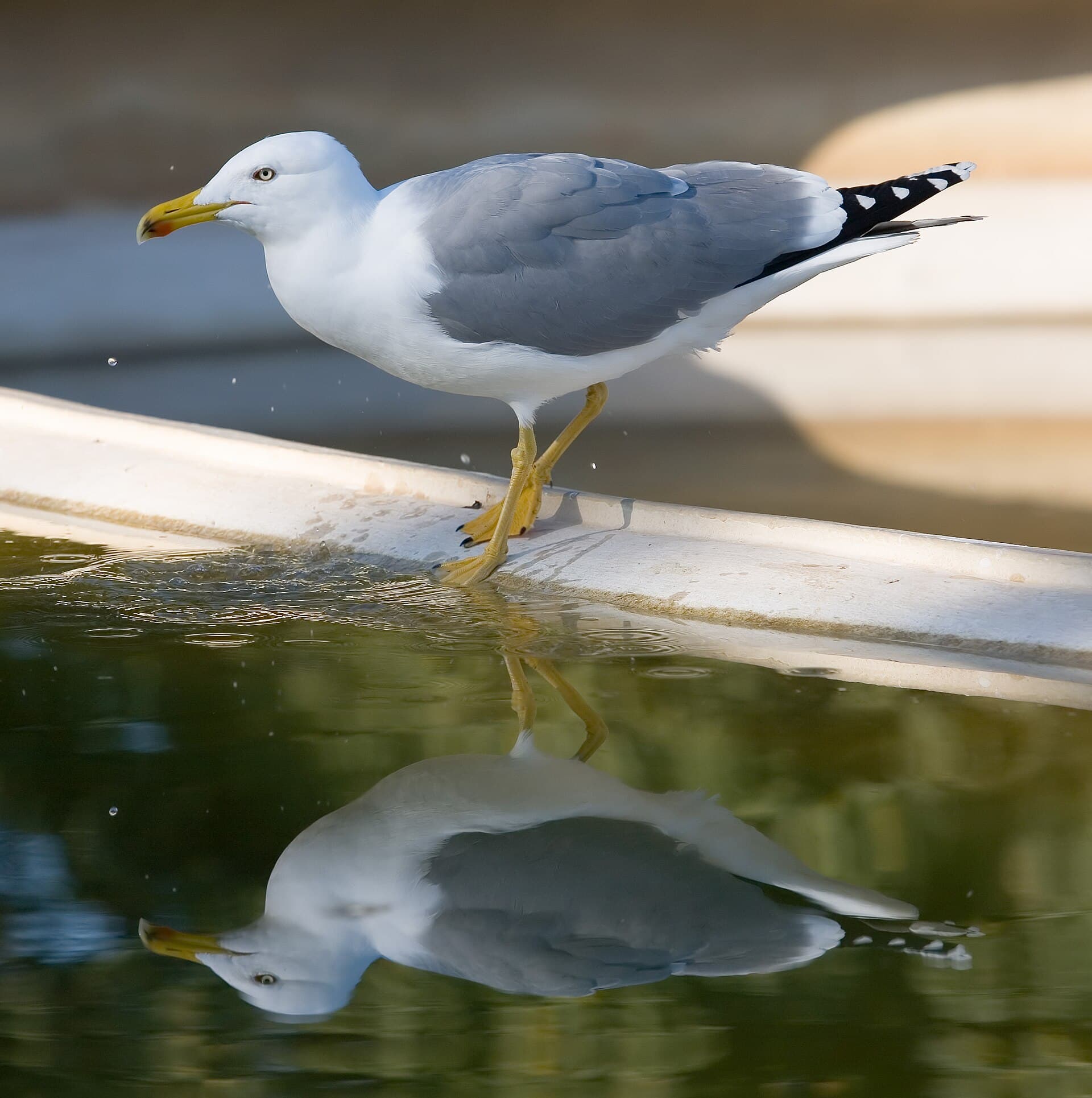Lesser Black-backed Gull - Barcelona, Spain - Jan 2007.jpg