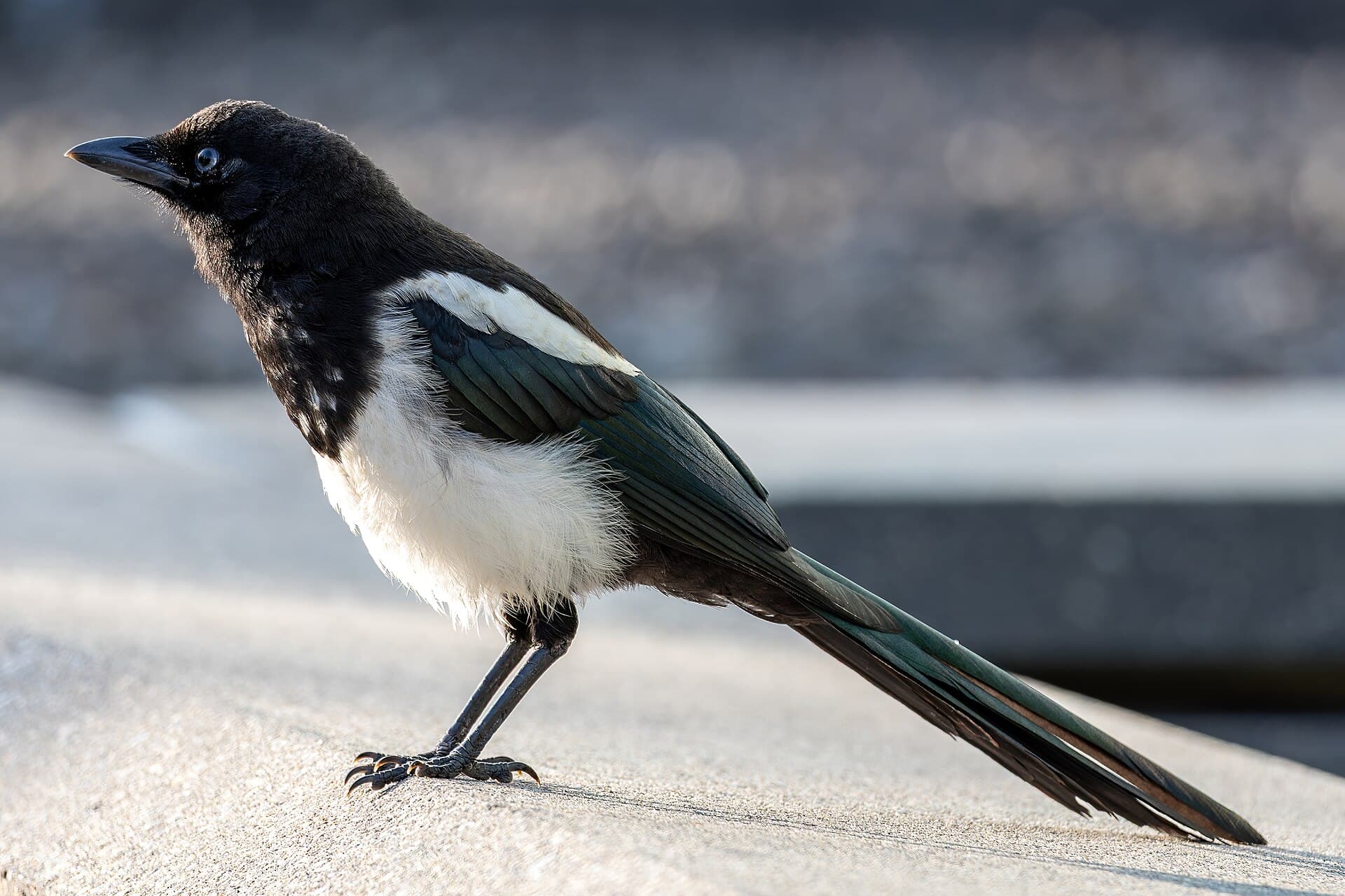 Black-billed magpie (Pica hudsonia), Mount Royal University, Calgary, Alberta, 2025-07-11 01.jpg