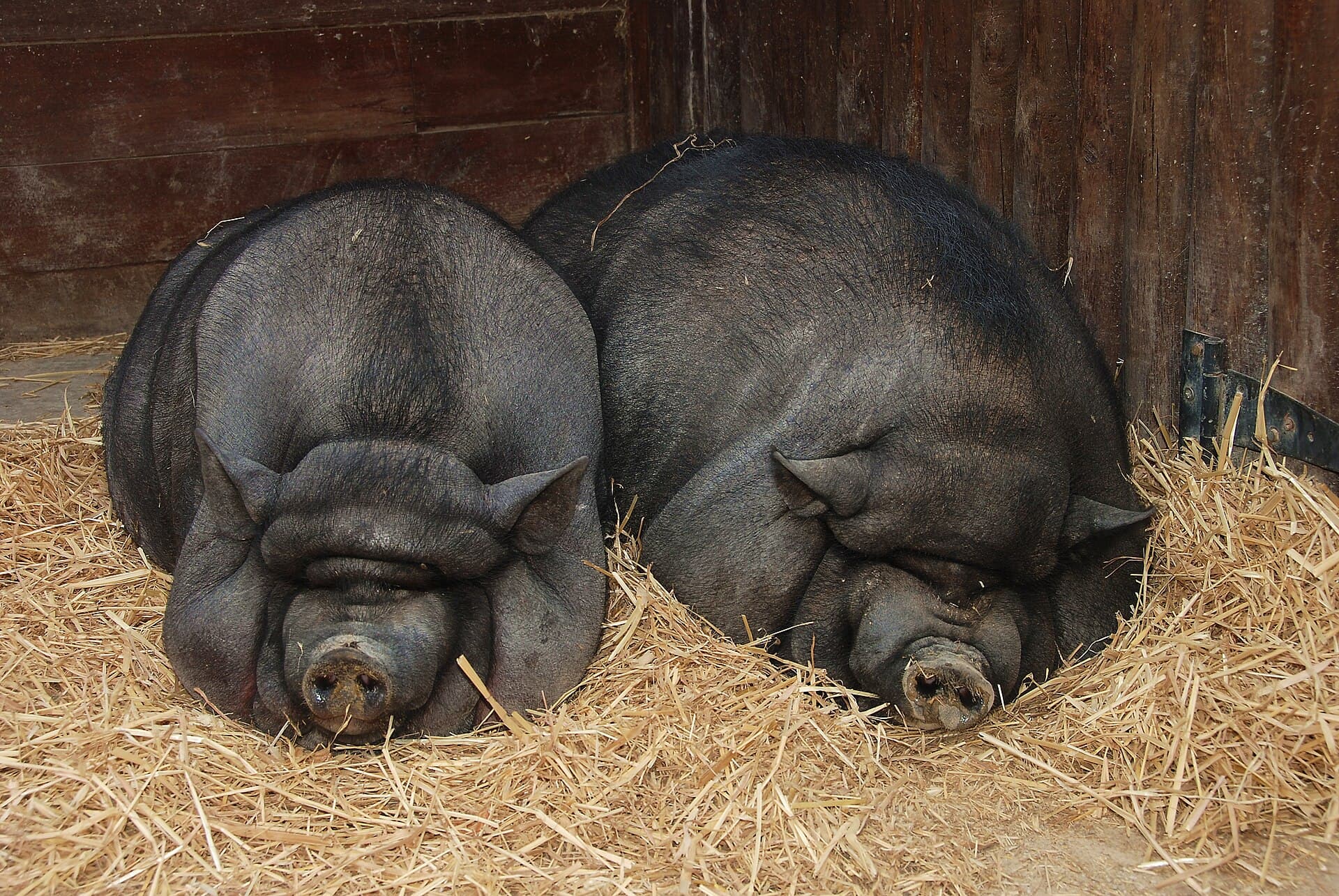 Pot-bellied pigs in Lisbon Zoo 2008.jpg