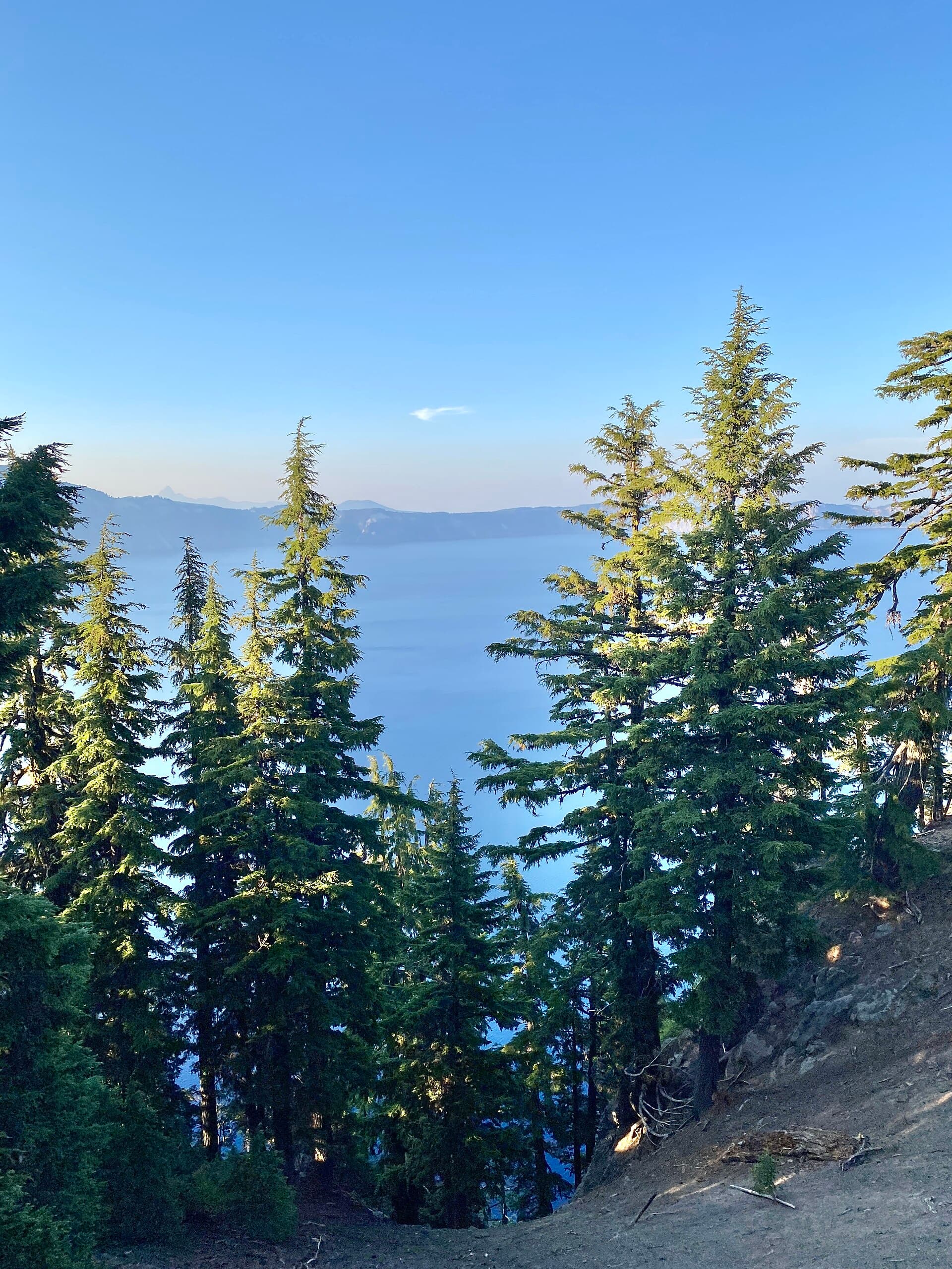 Trees, Crater Lake National Park, Crater Lake, OR - 53848146397.jpg