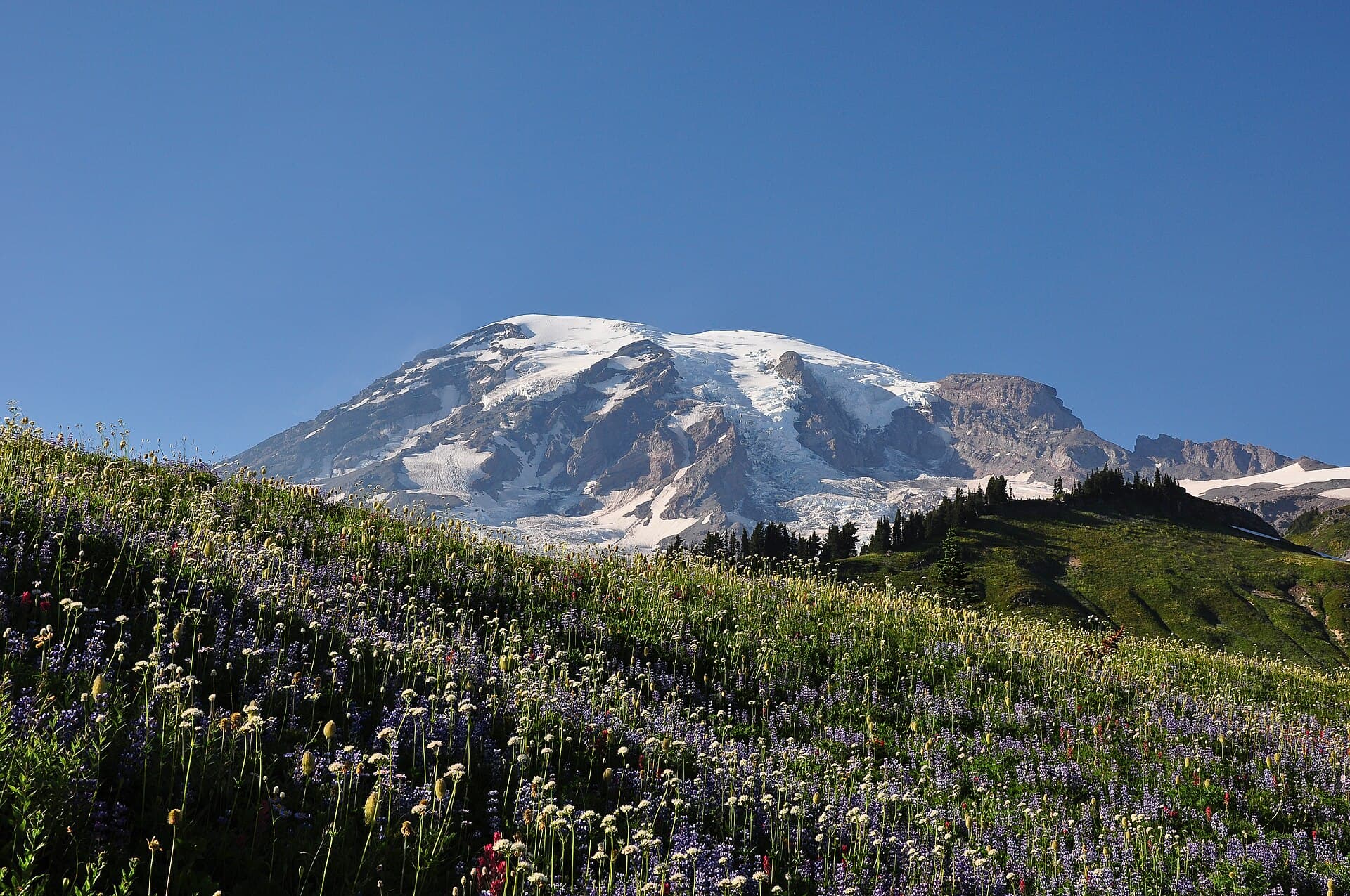 Mount Rainier behind the flowering meadows of Paradise Park (18 August 2012).jpg