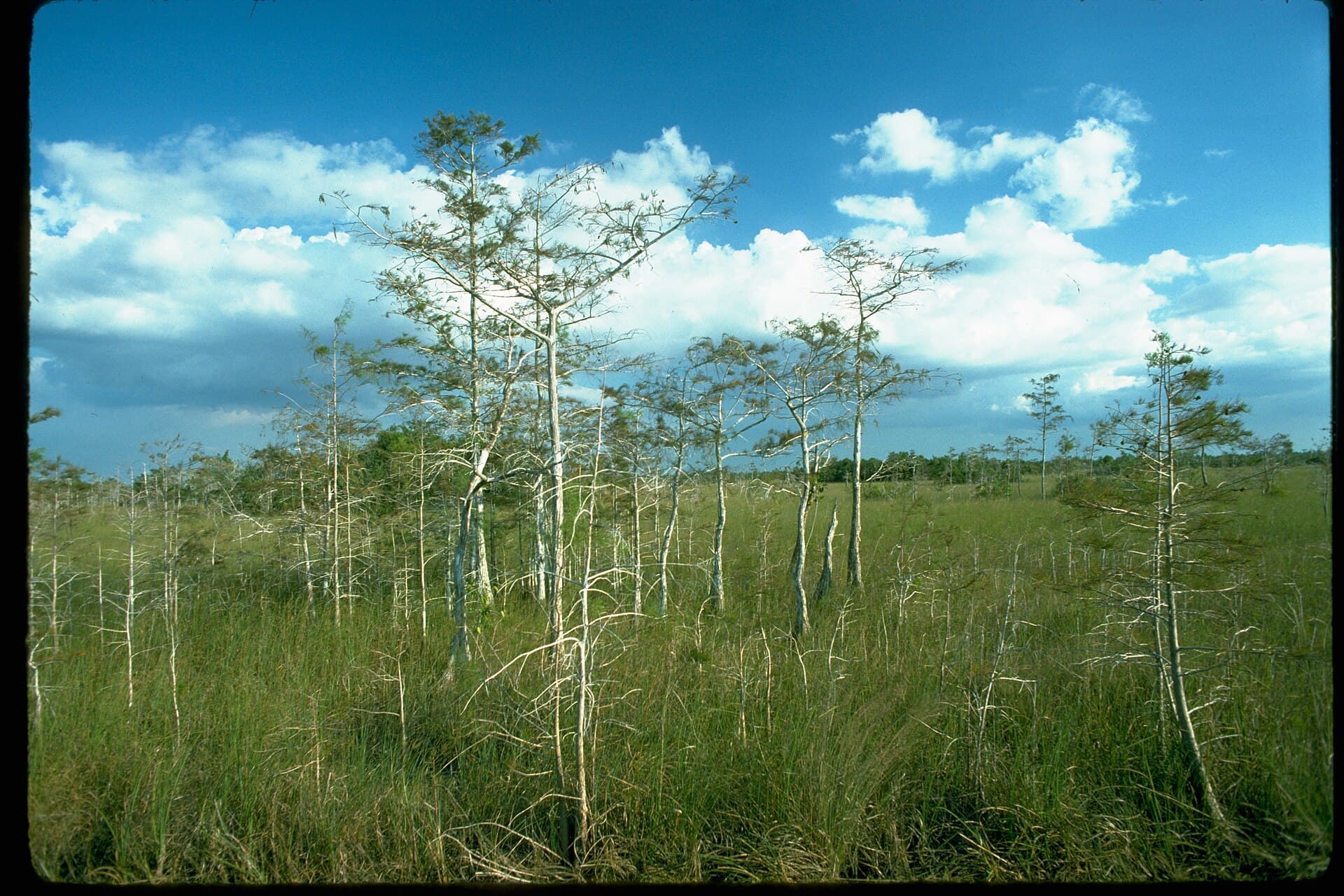 Everglades National Park EVER1646.jpg