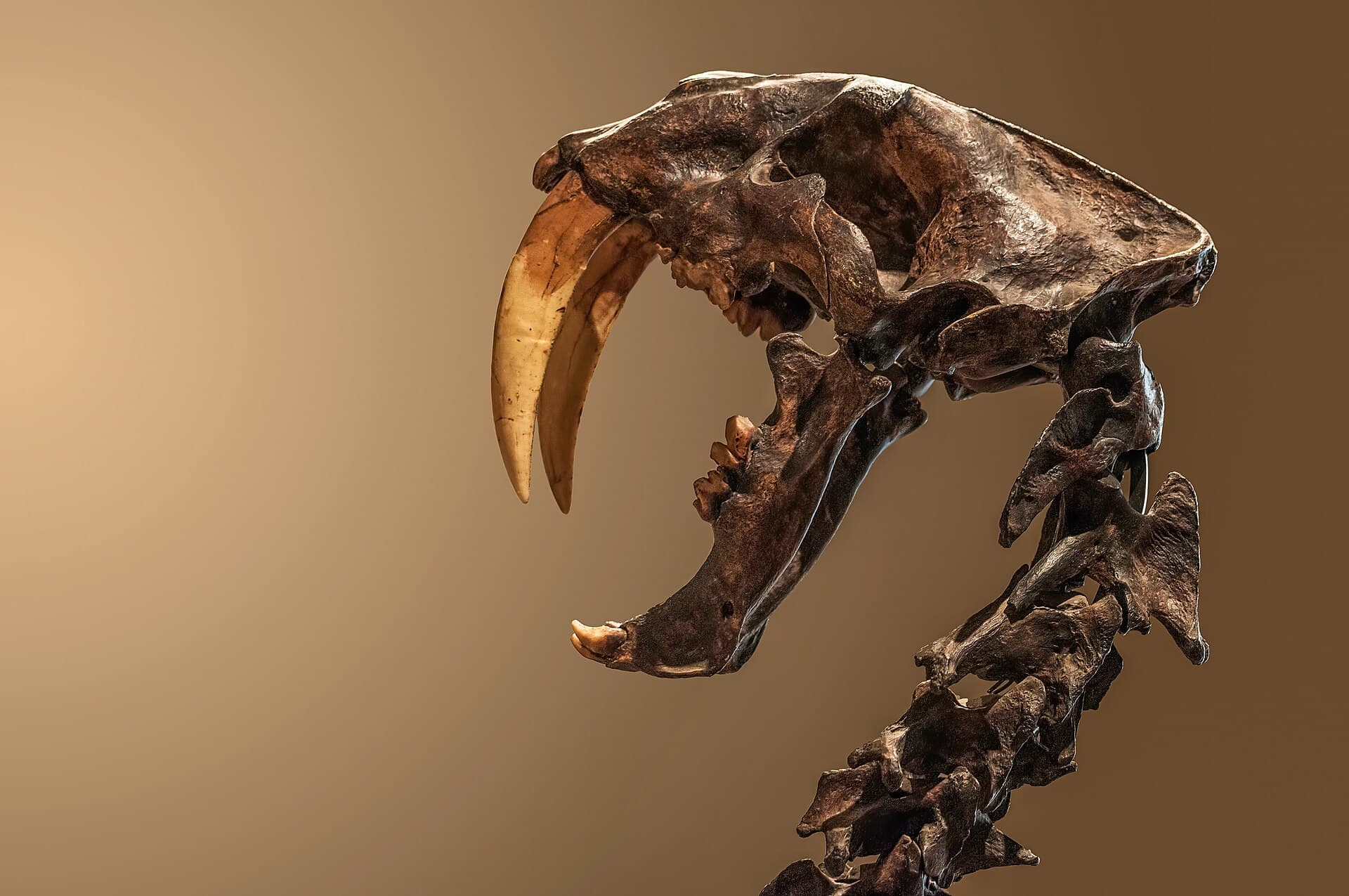 Crâne de smilodon exposé au Museu de Zoologia da Universidade de São Paulo, Brazil.jpg