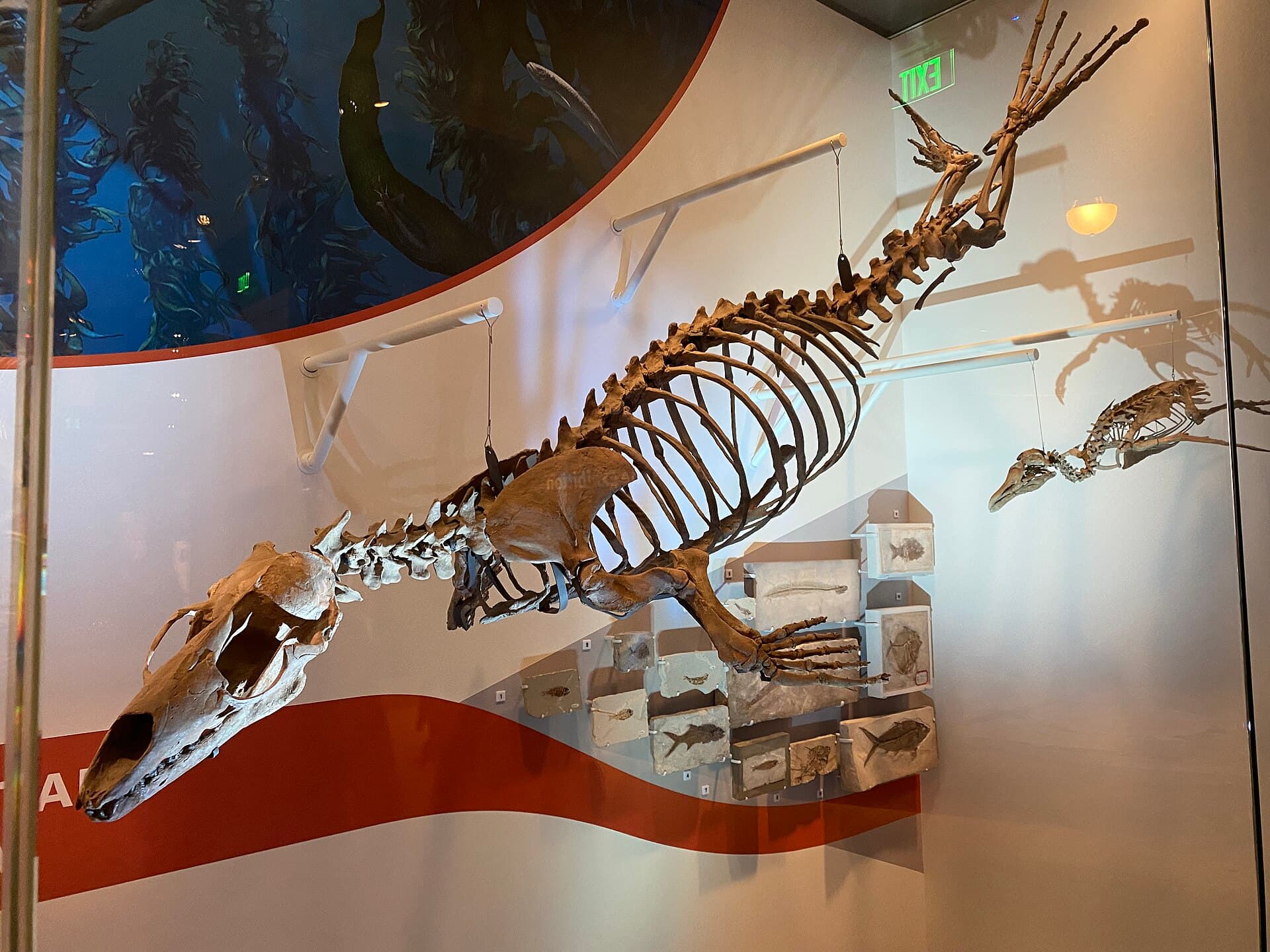 Acrophoca skeleton at the National Museum of Natural History in Washington, D.C.jpg