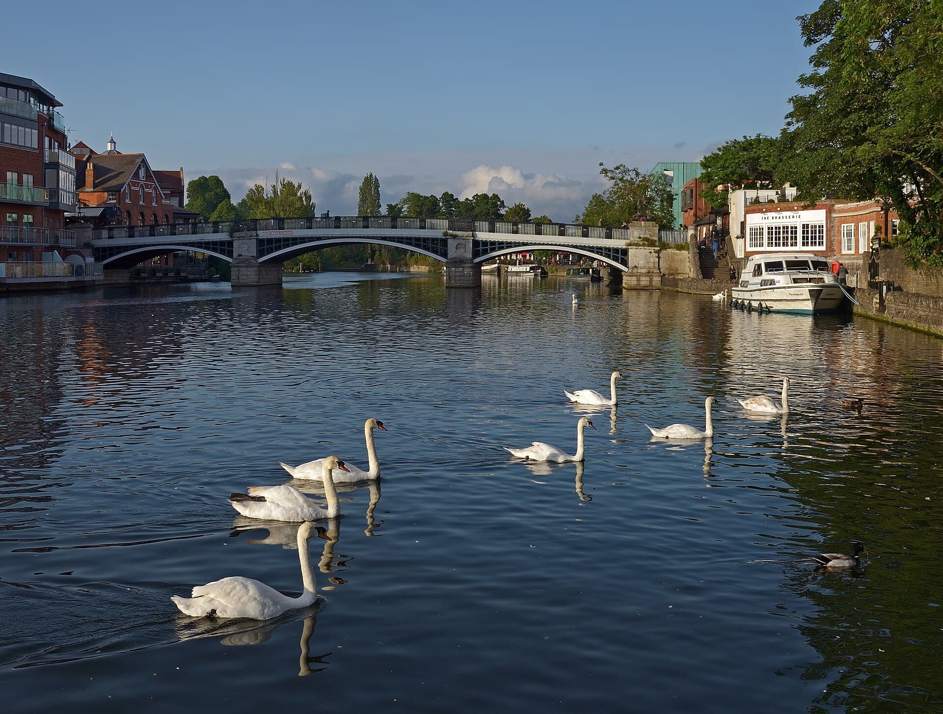 Swans on the Thames in Windsor. Berkshire, UK.jpg